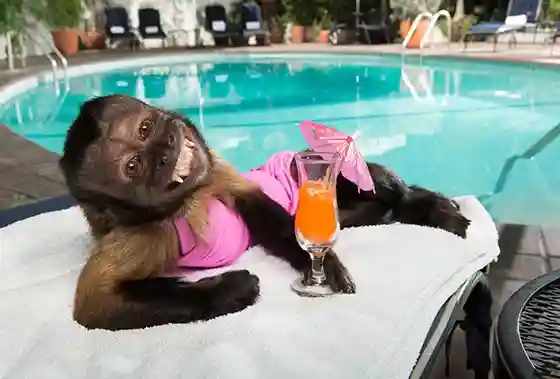 crystal the monkey