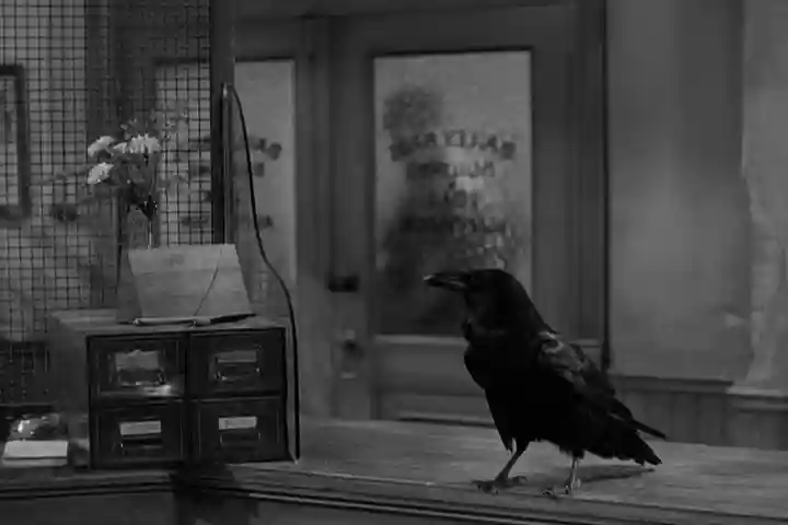 jimmy the raven
